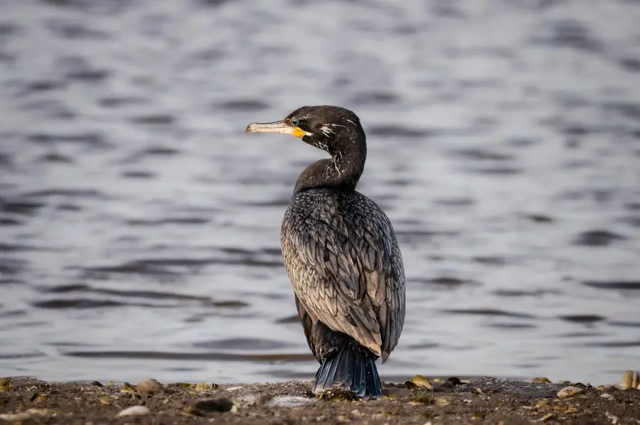 Acquacoltura, contributi per i danni da cormorani: bando da 3,5 milioni in Sardegna