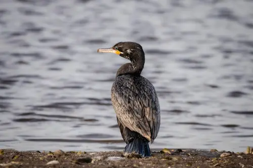 Acquacoltura, contributi per i danni da cormorani: bando da 3,5 milioni in Sardegna