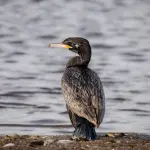 Acquacoltura, contributi per i danni da cormorani: bando da 3,5 milioni in Sardegna