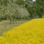 Agrobiodiversità, via alle domande 2026 per gli allevatori custodi: scadenza fissata al 15 maggio