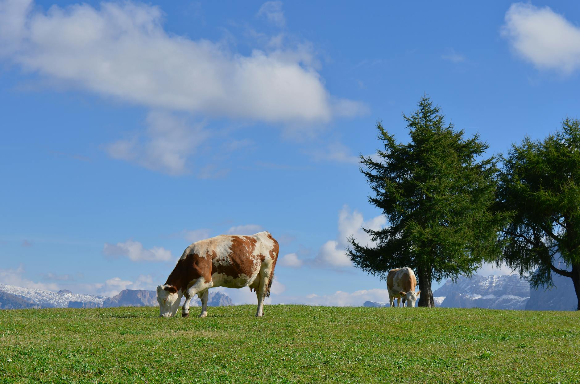Dermatite bovina nel Sud Sardegna, tavolo verde e 13 milioni
