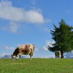 Dermatite bovina nel Sud Sardegna, tavolo verde e 13 milioni