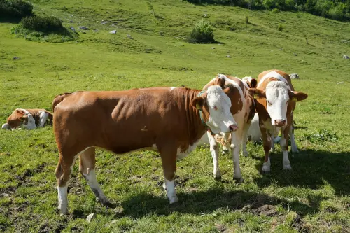 Sardegna, dermatite bovina: al via campagna vaccinale da 300 mila dosi
