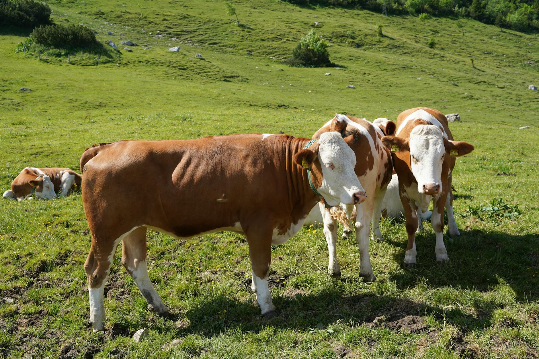 Sardegna, dermatite bovina: al via campagna vaccinale da 300 mila dosi