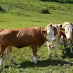 Sardegna, dermatite bovina: al via campagna vaccinale da 300 mila dosi
