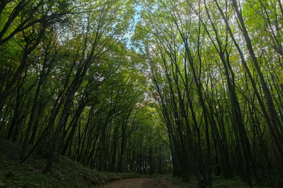 Sardegna, 12 milioni ai Comuni per boschi e cantieri forestali