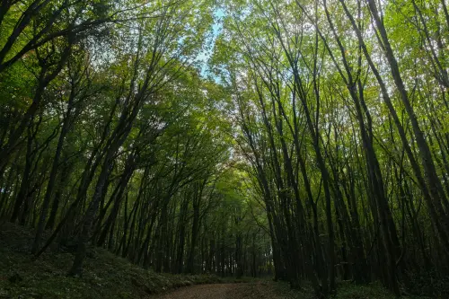 Sardegna, 12 milioni ai Comuni per boschi e cantieri forestali