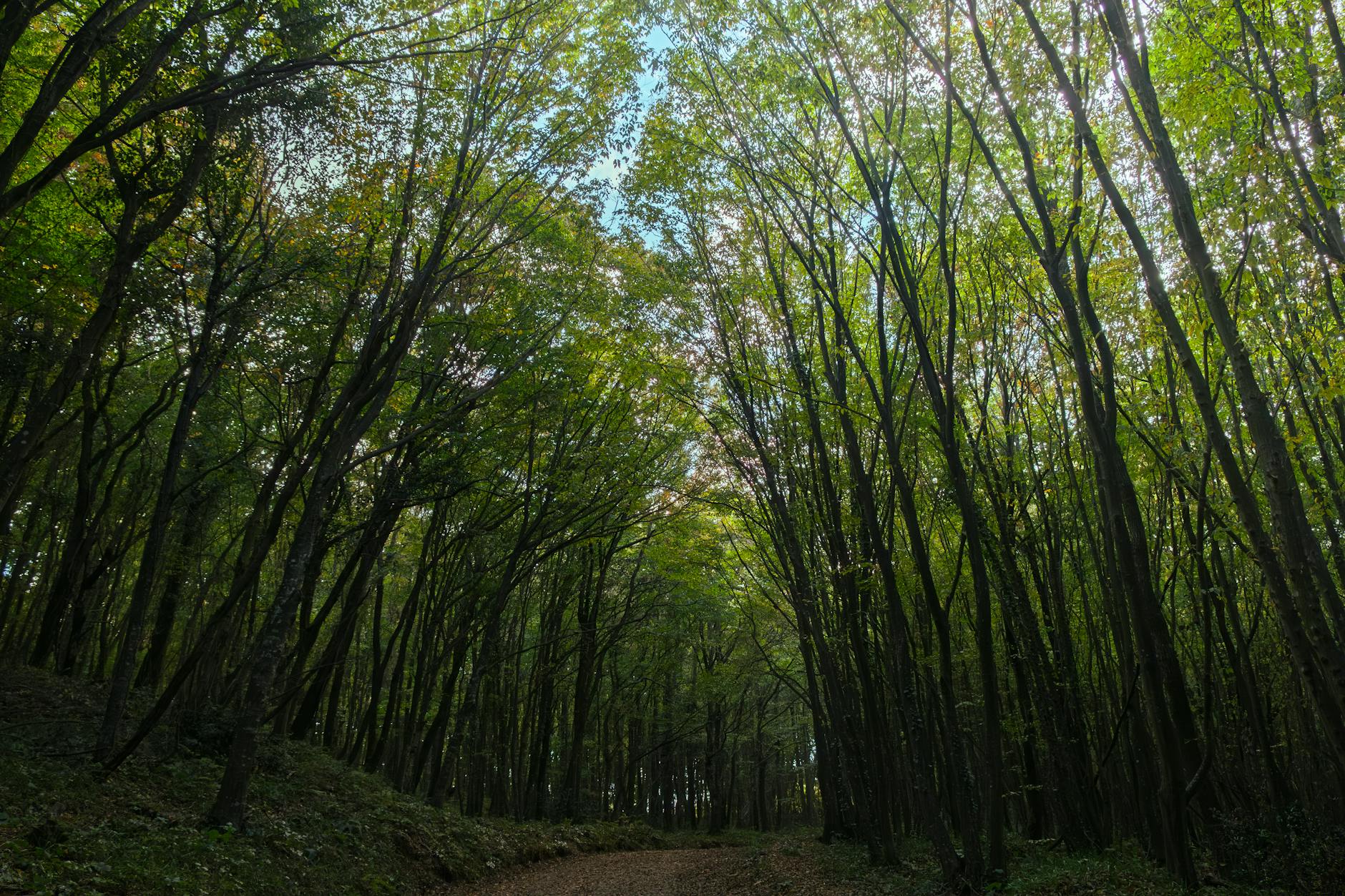 Sardegna, 12 milioni ai Comuni per boschi e cantieri forestali