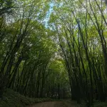 Sardegna, 12 milioni ai Comuni per boschi e cantieri forestali