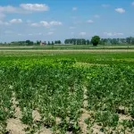 Sardegna, 400mila euro per biodiversità e cibo locale