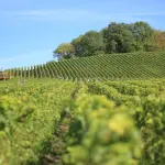 Vigneti, aperto il bando 2026/2027 per ristrutturazione e riconversione: 4,45 milioni di euro disponibili